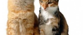 How to Introduce Two Adult Cats