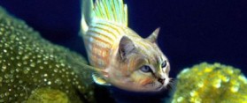 Make a Fish Trap for Catfish