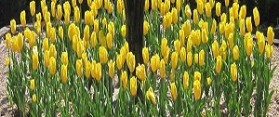 Plant Bulbs for Spring Flowers