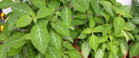 How to Prepare Salvia for Smoking