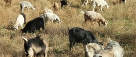 Raise Goats for Brush & Weed Control