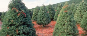 Tips about How to Run a Christmas Tree Farm