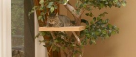 Cat Furniture