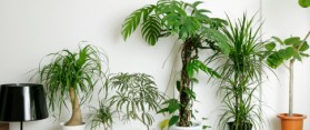 Select Plants for Container Gardening