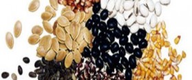 Store Garden Seeds