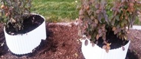 Potted Roses