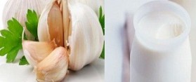 ripe garlic fruits with green parsley leaves