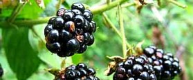 Blackberry and Boysenberry