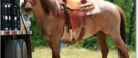 saddle