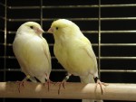 Canaries in Cages