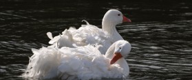 Sebastopol Geese