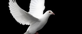 Dove