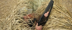 Goose Blind Out of Corn Stalks