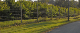 Deer Fence
