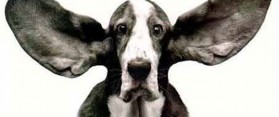 Clean a Canine Ear Canal