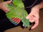Birds Wings