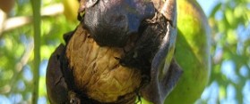 How to Eat Black Walnuts from the Tree
