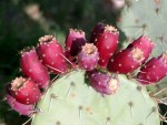 Extract Cactus Juice at Home