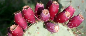 Extract Cactus Juice at Home