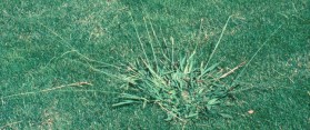 Tips about How to Get Rid of Crabgrass Sprouting in My Yard