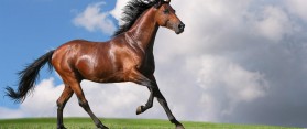 How to Give a Horse Good Ground Manners