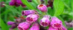 Grow Comfrey at Home
