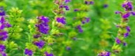 Grow Hyssop at Home