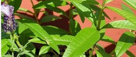Lemon Verbena