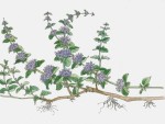 Tips about How to Grow Pennyroyal at Home