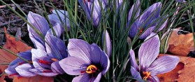 Grow Saffron Crocus at Home