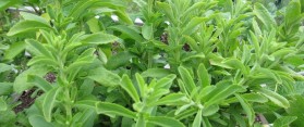 Grow Stevia at Home