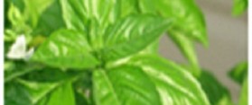 Sweet Basil