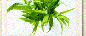 Tarragon at Home