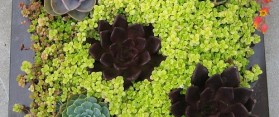 Grow a Container Garden for Herbs