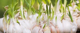 Green Garlic