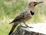 Tips about How to Identify the State Bird of Alabama