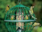 Bird feeders