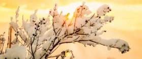 Landscape in the winter