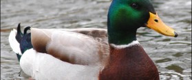 Duck