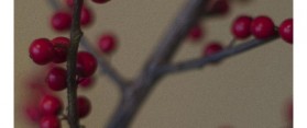 Make Juneberry Jam