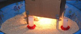 Tips about How to Make a Chicken Brooder