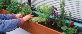 How to Make an Herb Window Box