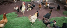 Chickens