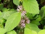 Prevent Mint From Spreading
