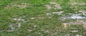 Pink Snow Mold