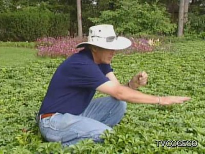 How to Prune Pachysandra Pachysandra