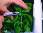 Prune a Basil Plant