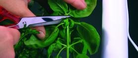 Prune a Basil Plant