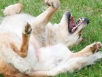 Pet Poisoned