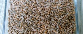 Rye Berries